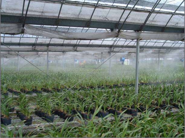 大棚噴霧降溫